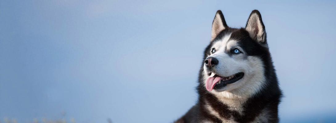 探究哈士奇毛发长的原因（为什么哈士奇的毛发比其他犬种更长？）(图2)