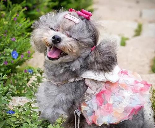 母泰迪什么时候生宝宝？（了解母泰迪的生育周期及相关特征）(图3)