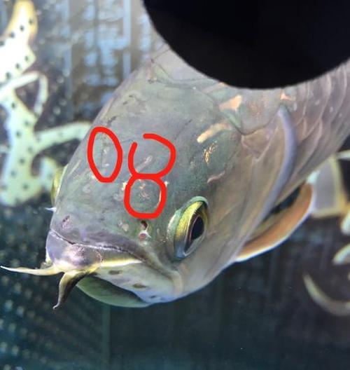 鱼类疾病（鱼类生病的常见症状及应对策略）(图3)