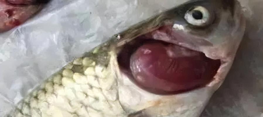 鱼类疾病（鱼类生病的常见症状及应对策略） - 悠悠酷狗网