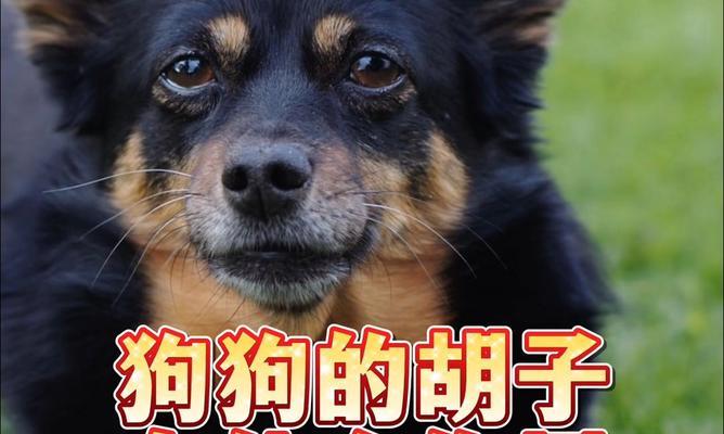 狗的胡须四根的奥秘(揭开狗的胡须四根背后的深意)(图2) 狗的胡须四根的奥秘(揭开狗的胡须四根背后的深意)(图2)