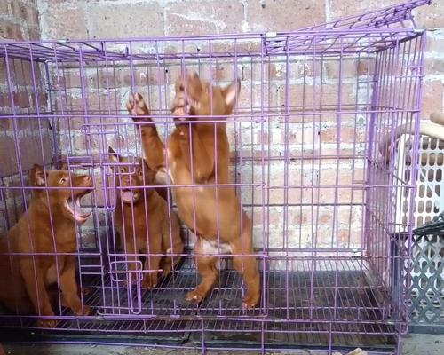 狗的胡须四根的奥秘(揭开狗的胡须四根背后的深意)(图3) 狗的胡须四根的奥秘(揭开狗的胡须四根背后的深意)(图3)