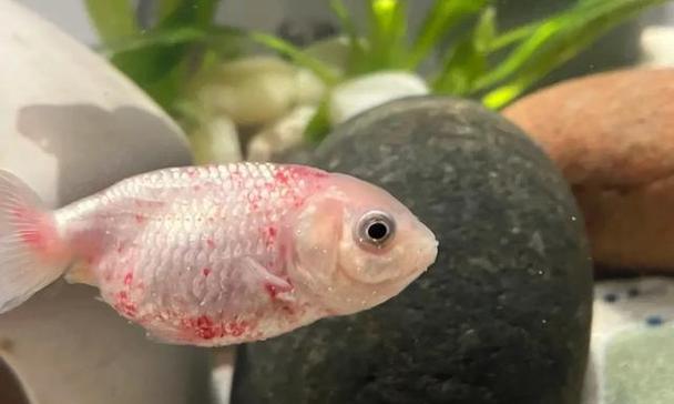 鱼类疾病（鱼类生病的常见症状及应对策略）(图2)