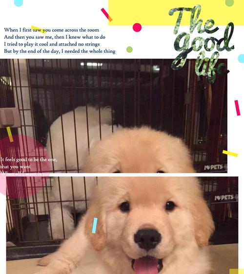 金毛宝宝的天使期(纯真可爱的金毛什么时候是天使期?)(图1) 金毛宝宝的天使期(纯真可爱的金毛什么时候是天使期?)(图1)