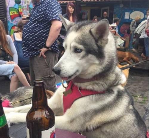 狗喝醉酒的后果（探究狗喝多了酒的危害与预防） - 悠悠酷狗网