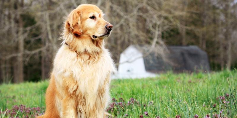 世界上能战斗的狗种有哪些?(探索狗狗的战斗基因和战斗能力)(图2) 世界上能战斗的狗种有哪些?(探索狗狗的战斗基因和战斗能力)(图2)