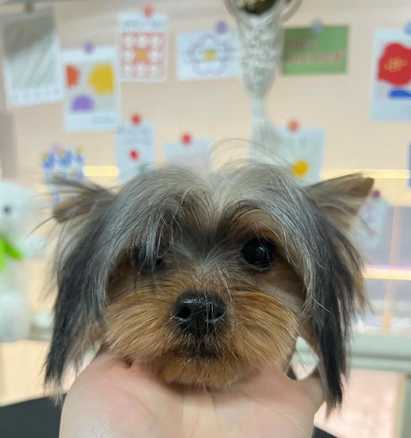 约克夏狗的饮食需求及注意事项(以约克夏狗为主题的饮食健康指南)(图3) 约克夏狗的饮食需求及注意事项(以约克夏狗为主题的饮食健康指南)(图3)