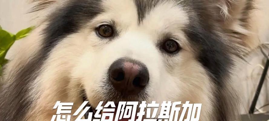 阿拉斯加成犬的理想狗粮选择（为你的宠物提供健康饮食，选择合适的狗粮品牌） - 悠悠酷狗网