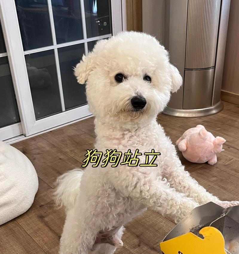 世界上能战斗的狗种有哪些？（探索狗狗的战斗基因和战斗能力） - 悠悠酷狗网