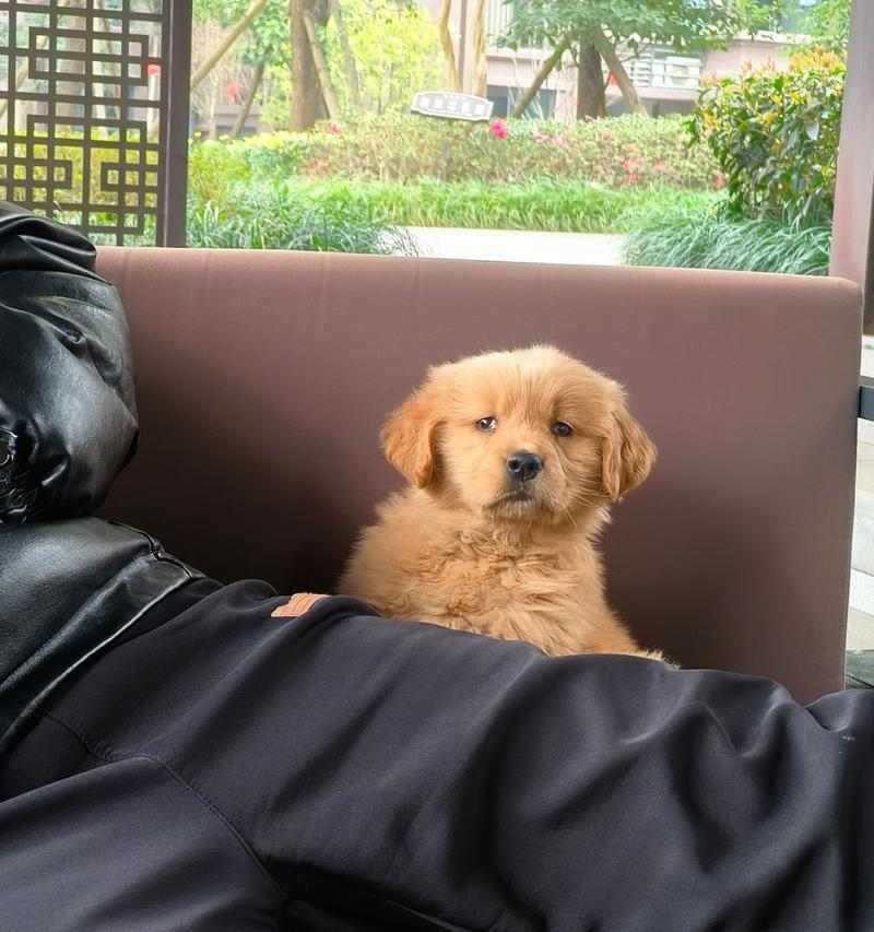 金毛宝宝的天使期(纯真可爱的金毛什么时候是天使期?)(图2) 金毛宝宝的天使期(纯真可爱的金毛什么时候是天使期?)(图2)