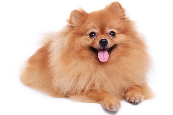 老年狗狗经常漏尿怎么解决? 老年狗狗经常漏尿怎么解决?(图2)