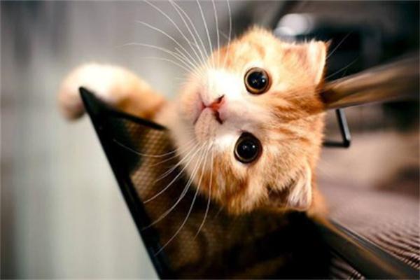 猫咪尿道堵塞的病因及治疗方法(图2)