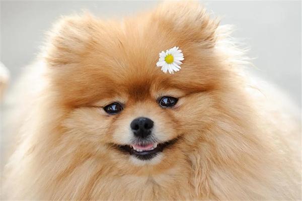 狗狗有必要定期换粮吗？(图2)