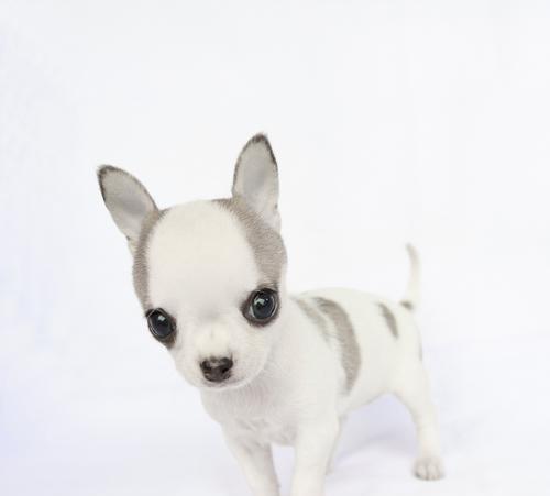 探秘拥有耷拉耳朵毛卷发光的狗的奇特魅力(迷人的卷发光,这个特征只属于某一种狗?)(图2) 探秘拥有耷拉耳朵毛卷发光的狗的奇特魅力(迷人的卷发光,这个特征只属于某一种狗?)(图2)