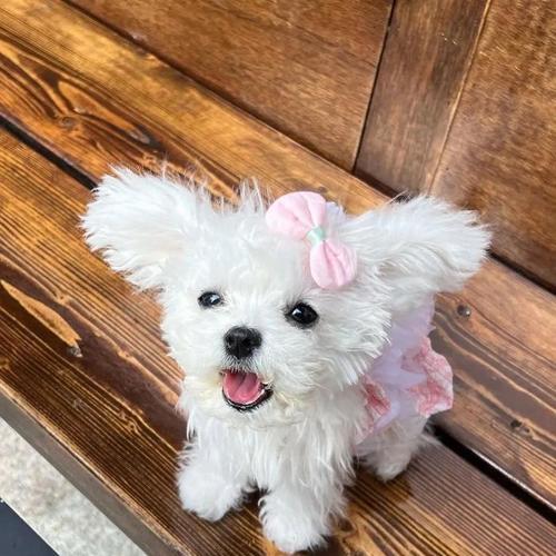 探秘拥有耷拉耳朵毛卷发光的狗的奇特魅力（迷人的卷发光，这个特征只属于某一种狗？） - 悠悠酷狗网