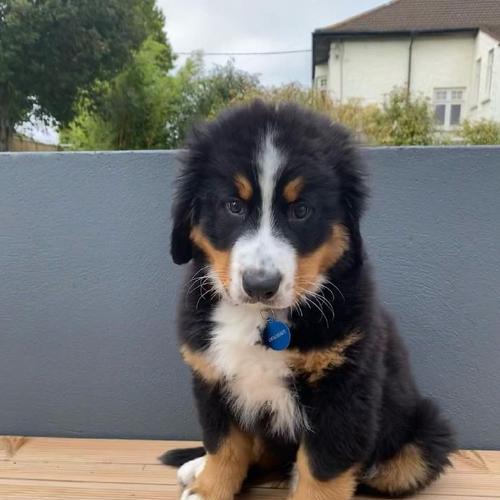 探秘拥有耷拉耳朵毛卷发光的狗的奇特魅力(迷人的卷发光,这个特征只属于某一种狗?)(图3) 探秘拥有耷拉耳朵毛卷发光的狗的奇特魅力(迷人的卷发光,这个特征只属于某一种狗?)(图3)