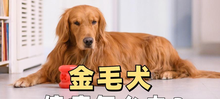 金毛幼犬的消炎药物选择（了解金毛幼犬消炎药的类型和用途）(图1)
