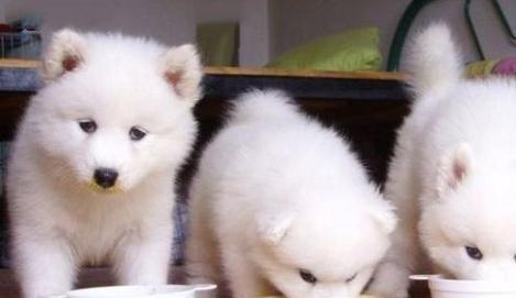 萨摩犬的饮食禁忌(了解萨摩犬的饮食禁忌,让它健康成长)(图3) 萨摩犬的饮食禁忌(了解萨摩犬的饮食禁忌,让它健康成长)(图3)