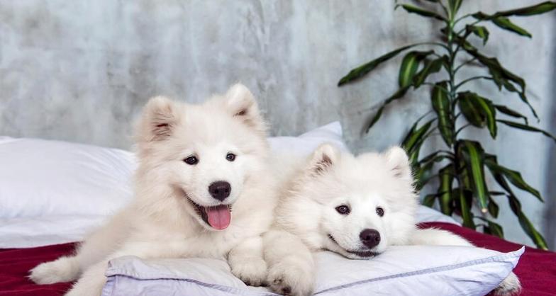 萨摩犬的饮食禁忌（了解萨摩犬的饮食禁忌，让它健康成长） - 悠悠酷狗网