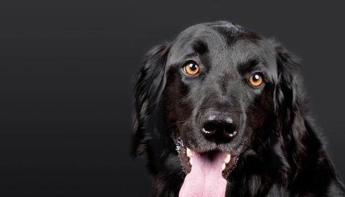 探究狗狗头上的黑色物质是什么?(揭开狗狗头上神秘黑色物质的面纱)(图2) 探究狗狗头上的黑色物质是什么?(揭开狗狗头上神秘黑色物质的面纱)(图2)