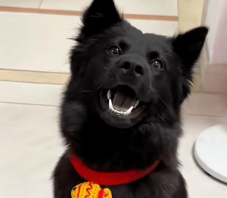 探究狗狗头上的黑色物质是什么?(揭开狗狗头上神秘黑色物质的面纱)(图3) 探究狗狗头上的黑色物质是什么?(揭开狗狗头上神秘黑色物质的面纱)(图3)