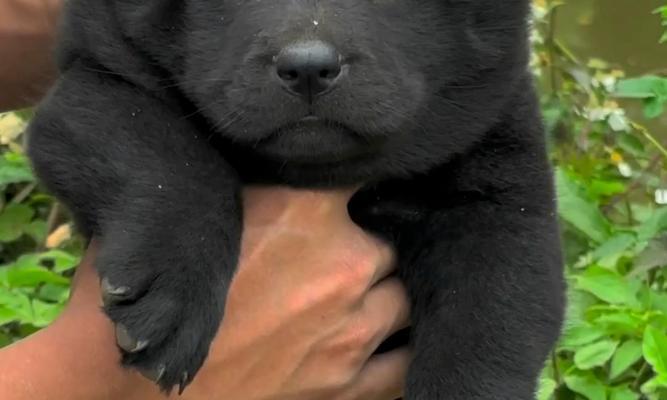 探究狗狗头上的黑色物质是什么?(揭开狗狗头上神秘黑色物质的面纱)(图1) 探究狗狗头上的黑色物质是什么?(揭开狗狗头上神秘黑色物质的面纱)(图1)