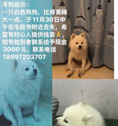 走失的狗狗怎么办？找回它的电话有哪些？（失去爱宠，我该拨打哪个电话？一起来了解吧！）(图3)