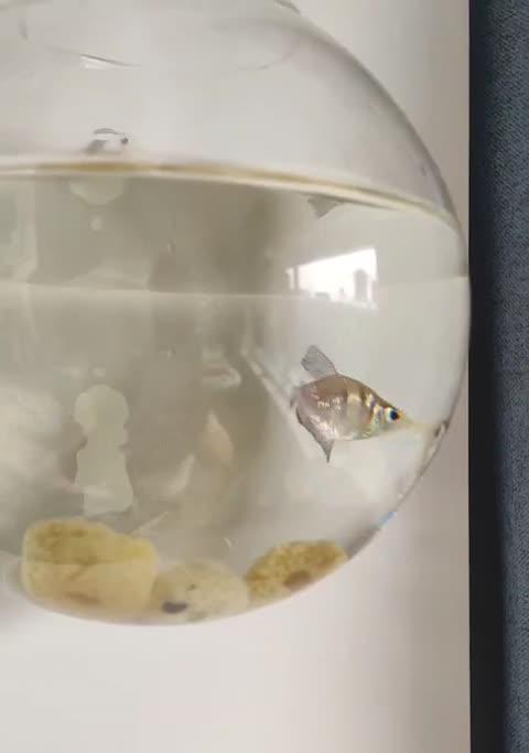 探讨以黑裙鱼为什么好养的原因（解析黑裙鱼的适应性和养殖特点）(图3)