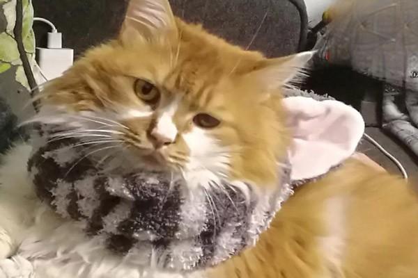 犬猫肺源性心肌病 - 悠悠酷狗网