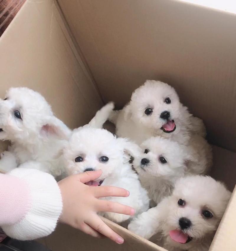 小心!比熊犬不能吃的食物大揭秘(了解这些关键食物,守护你的比熊宝贝健康)(图1) 小心!比熊犬不能吃的食物大揭秘(了解这些关键食物,守护你的比熊宝贝健康)(图1)