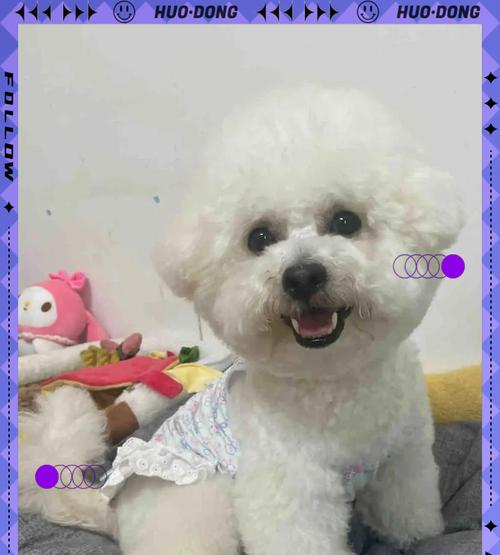 小心!比熊犬不能吃的食物大揭秘(了解这些关键食物,守护你的比熊宝贝健康)(图2) 小心!比熊犬不能吃的食物大揭秘(了解这些关键食物,守护你的比熊宝贝健康)(图2)