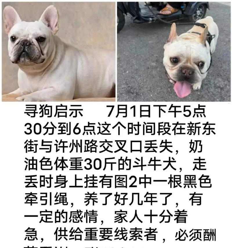 走失的狗狗怎么办？找回它的电话有哪些？（失去爱宠，我该拨打哪个电话？一起来了解吧！）(图1)