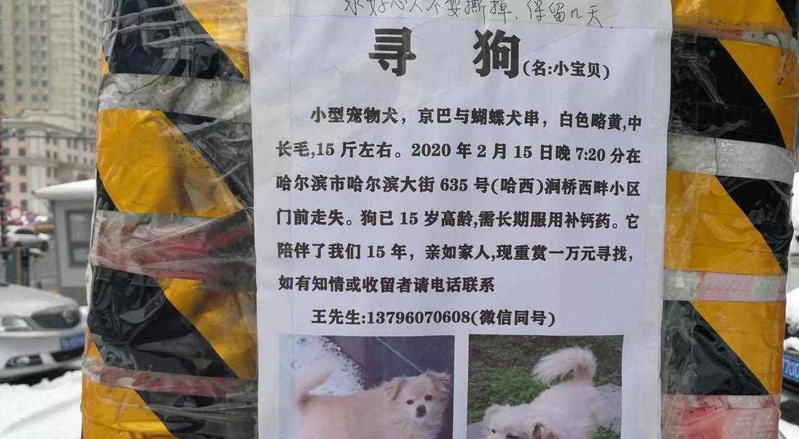 走失的狗狗怎么办？找回它的电话有哪些？（失去爱宠，我该拨打哪个电话？一起来了解吧！）(图2)