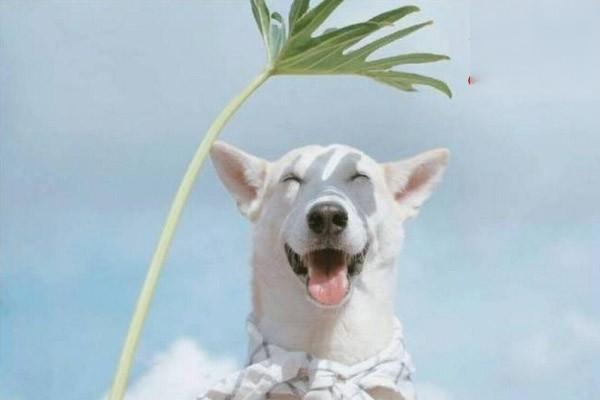 犬二尖瓣闭锁不全 - 悠悠酷狗网