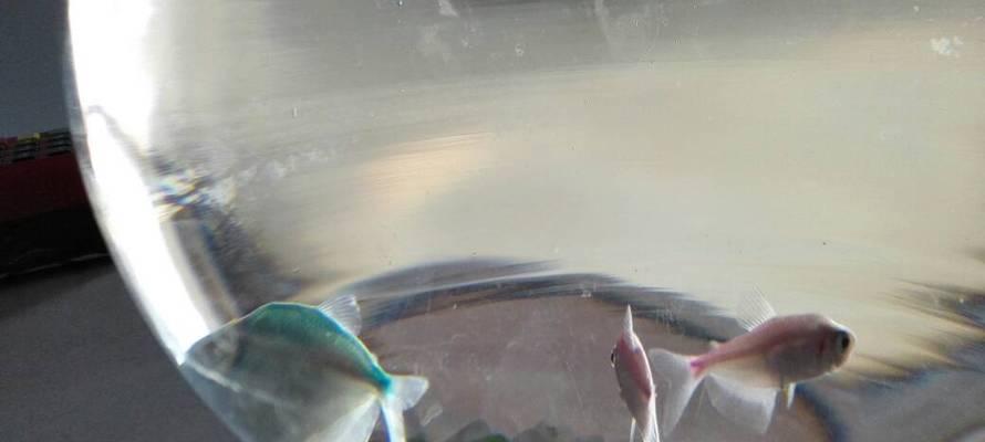 探讨以黑裙鱼为什么好养的原因（解析黑裙鱼的适应性和养殖特点）(图2)