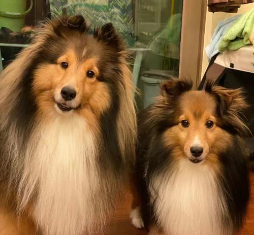 苏牧与喜乐蒂（探索性格、能力和背景的对比分析）(图3)