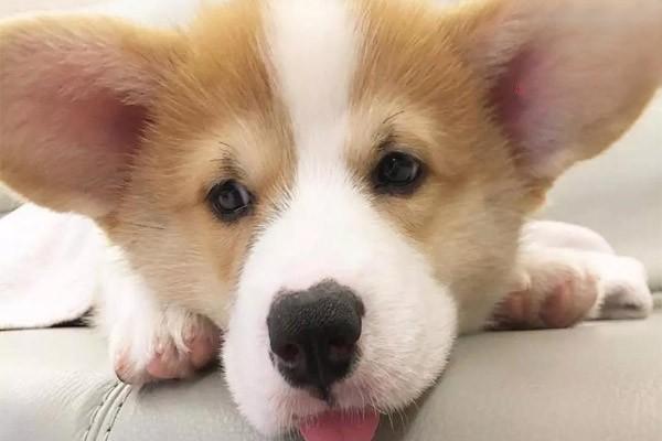 犬猫主动脉狭窄 - 悠悠酷狗网