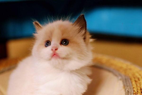 犬肥厚性心肌病(图2)