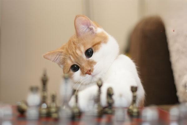 犬猫扩张性心肌病(图2)