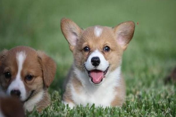 犬猫扩张性心肌病 - 悠悠酷狗网