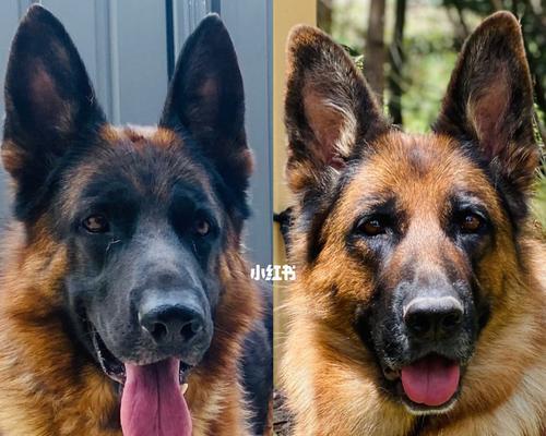 养狗需要满足的条件及要求（了解澳洲养狗的必备知识）(图1)