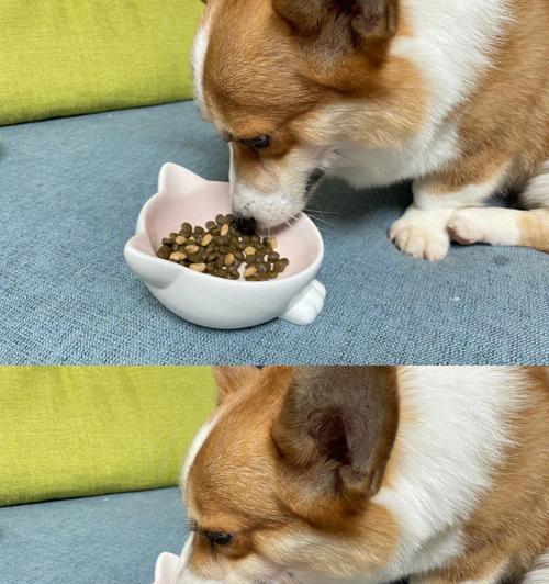 如何缓解狗狗反胃干呕？（以饮食调理和草药治疗为主要方法）(图1)