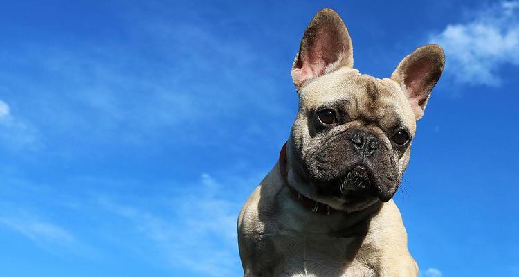 蓝色法牛与自然色系的完美搭配（展现独特魅力的时尚之选） - 悠悠酷狗网