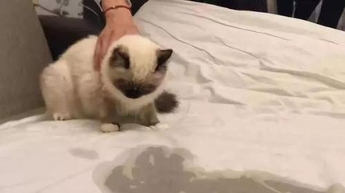 为什么狗狗老尿床上？（探究狗狗尿床的原因和解决办法） - 悠悠酷狗网