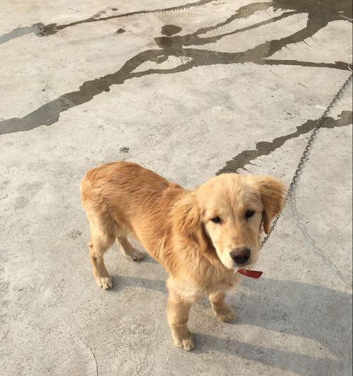 五个月的金毛宝宝是如何成长的？（探寻金毛宝宝五个月时的样貌和行为特点） - 悠悠酷狗网