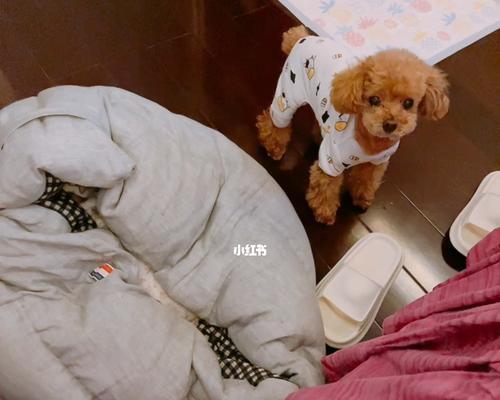 为什么狗狗老尿床上？（探究狗狗尿床的原因和解决办法）(图2)