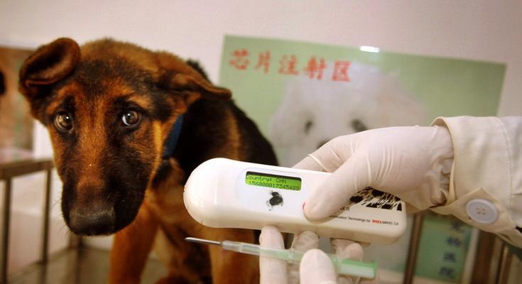 幼犬打芯片的必备证明与程序（保护宠物安全与健康的重要举措） - 悠悠酷狗网