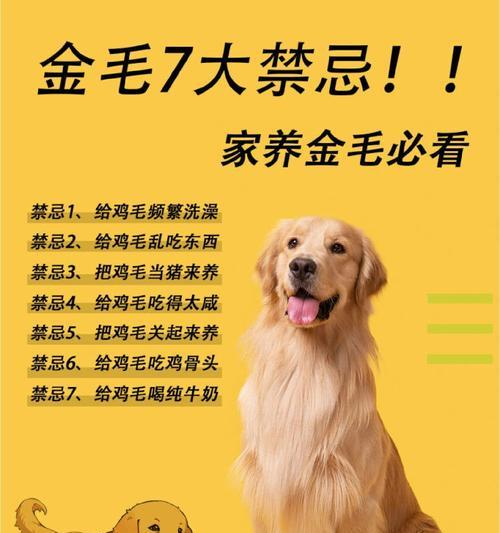 金毛幼犬饮食指南（养护幼犬，关注饮食健康）(图3)