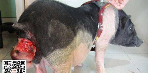 狗狗脱肛的原因与预防措施（探究狗狗脱肛的成因，帮助饲主预防）(图2)