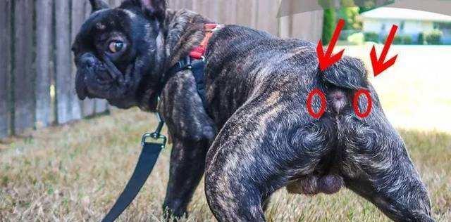 狗狗脱肛的原因与预防措施（探究狗狗脱肛的成因，帮助饲主预防）(图1)